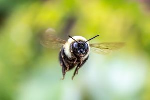 Bee flying at camera photo