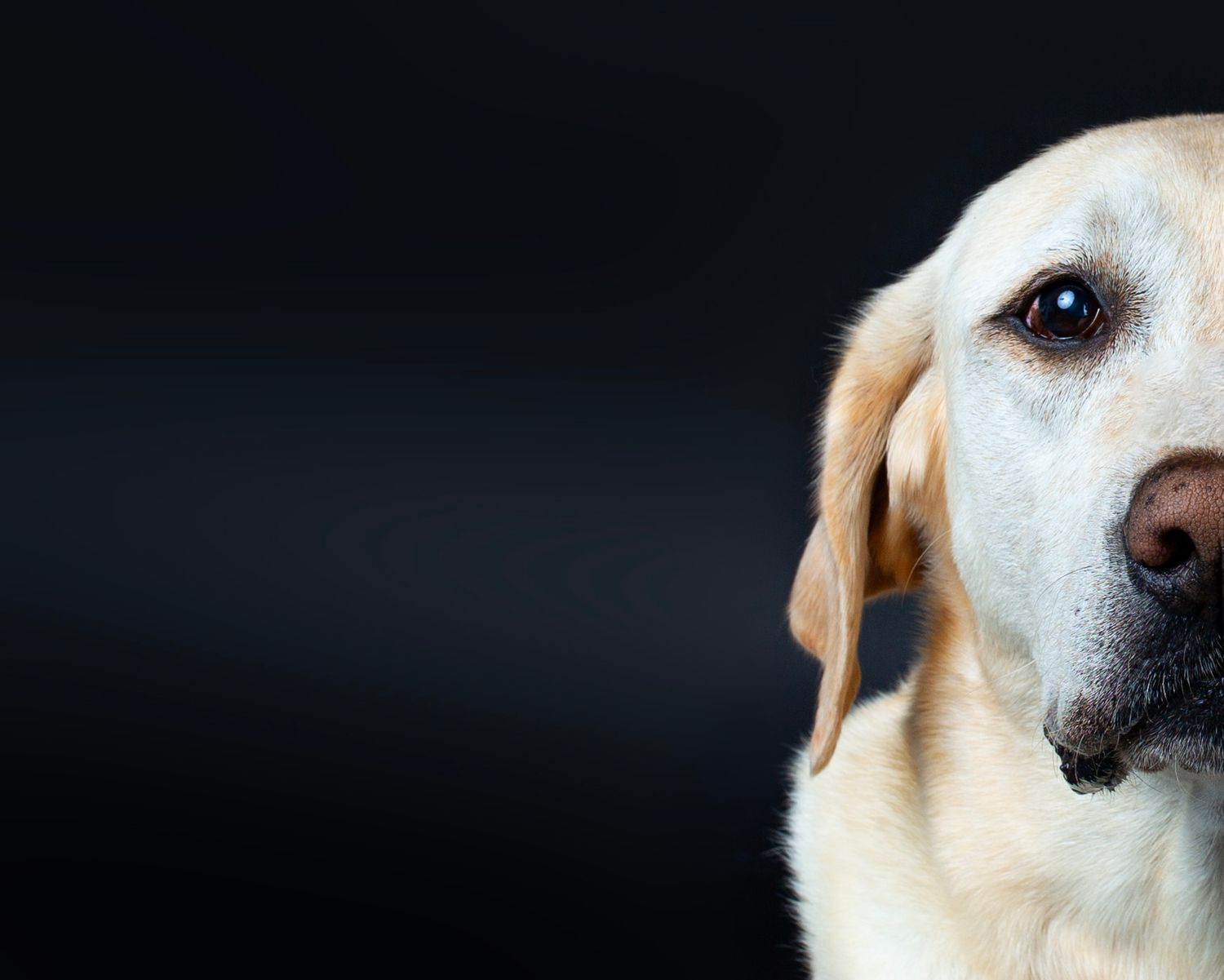 Professional pet portrait of a dog taken in a Bradenton-Sarasota photography studio — high-end studio dog photo by local pet photographer