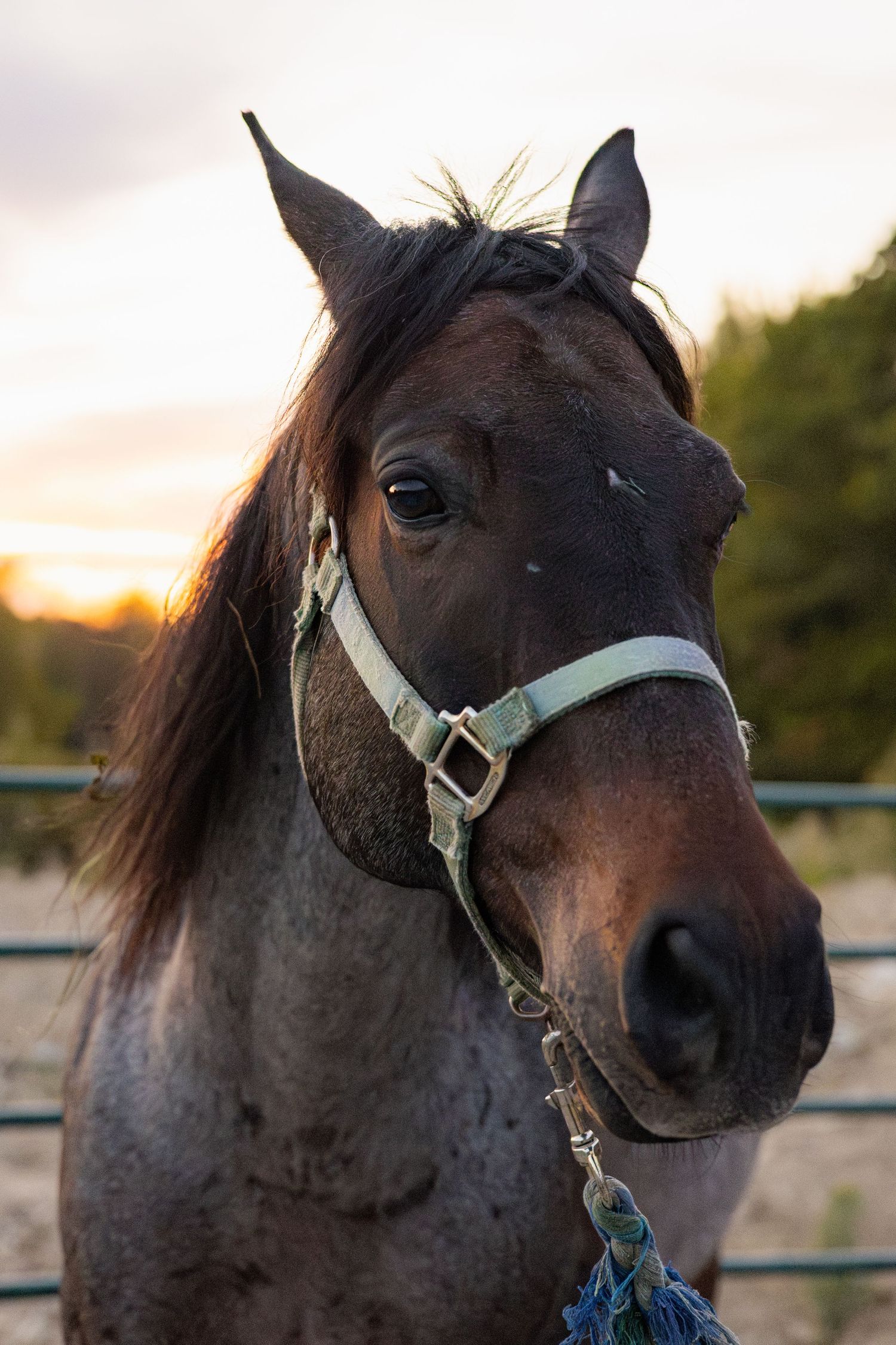 Close-up profile shots of a dark bay horse with a halter at sunset showing different angles and expressions.