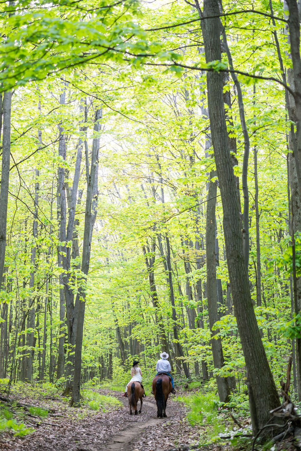 People walking on a lush forest trail surrounded by vibrant green trees and foliage in springtime.