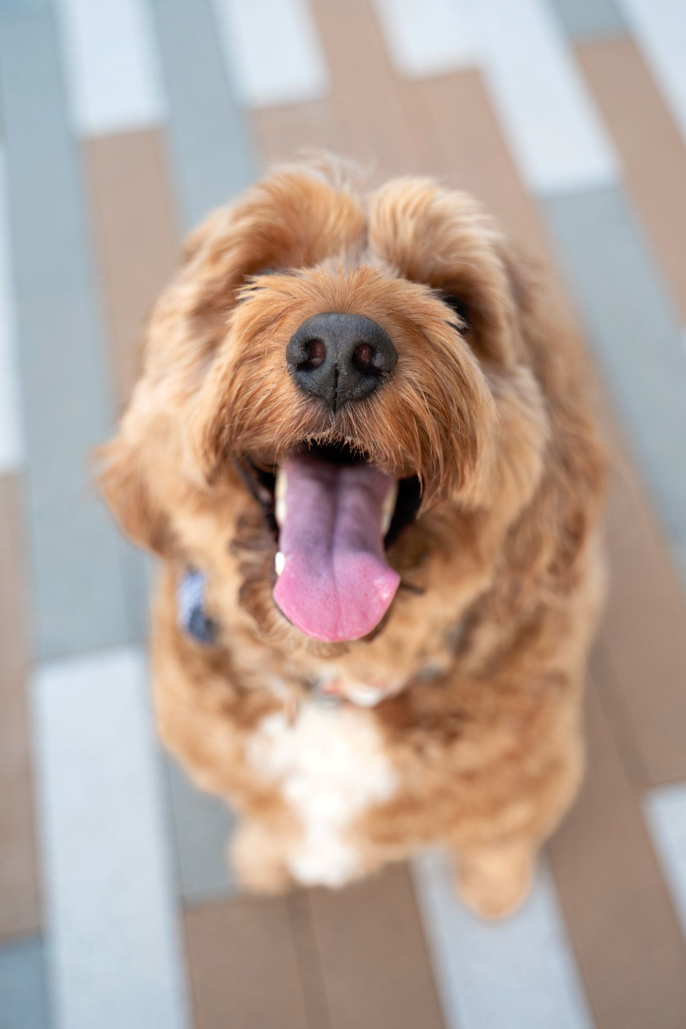 Happy golden doodle dog with fluffy tan fur smiling with tongue out and looking up at camera.