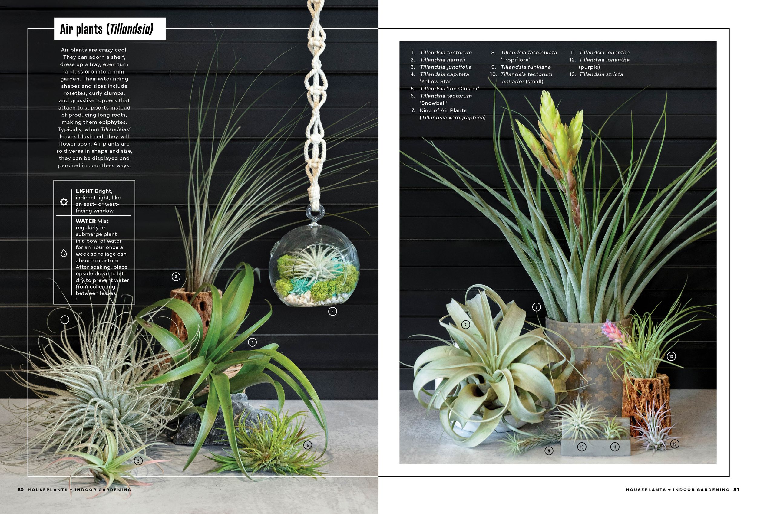 Various air plants and succulents arranged in hanging glass terrariums against a dark background. Branding Photographer.