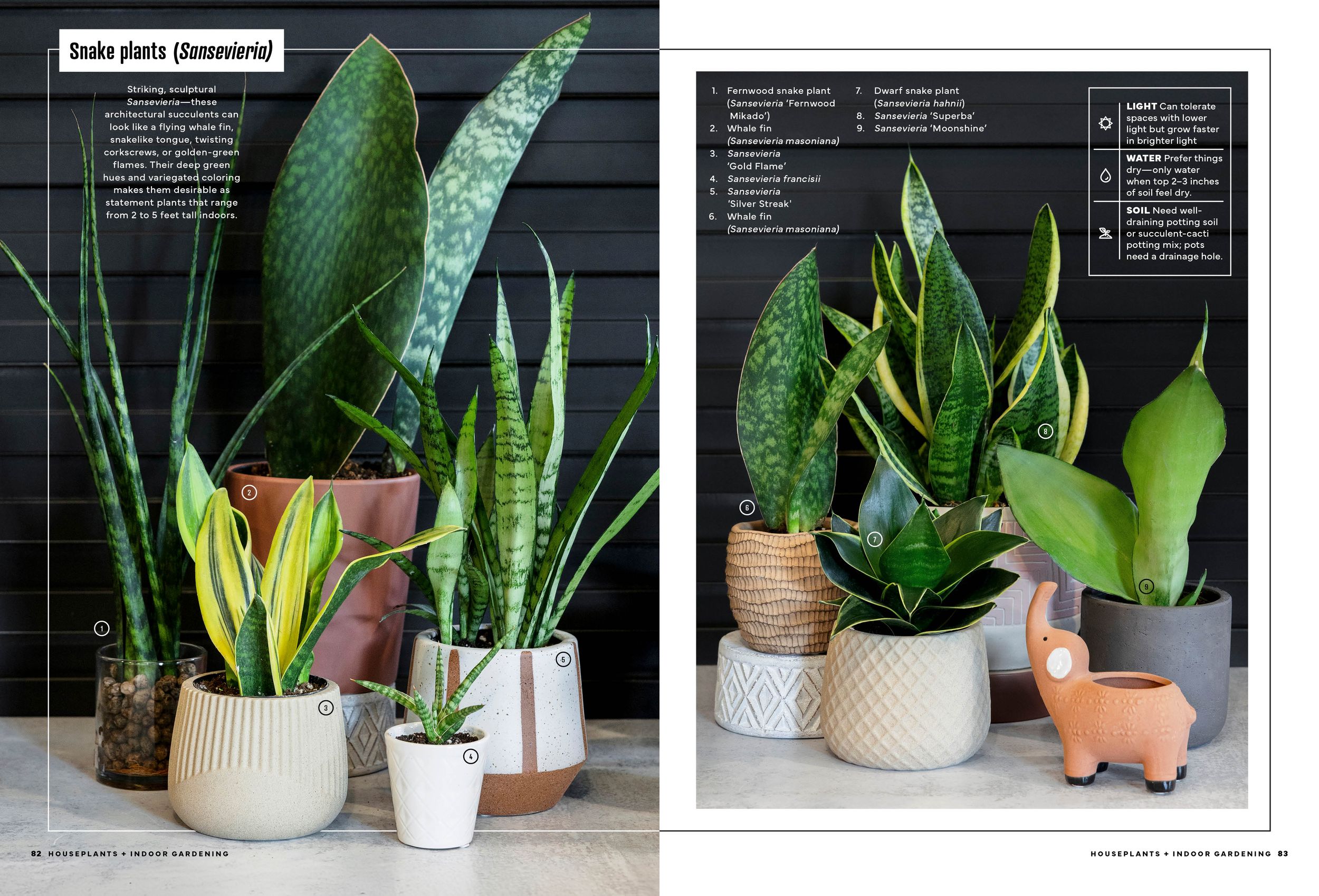 Collection of indoor plants displayed in ceramic pots against a dark background with care instructions. Branding Photographer.