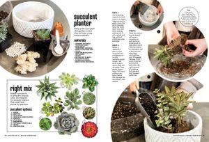 Step-by-step instruction guide for planting succulents in decorative containers. Branding Photographer.