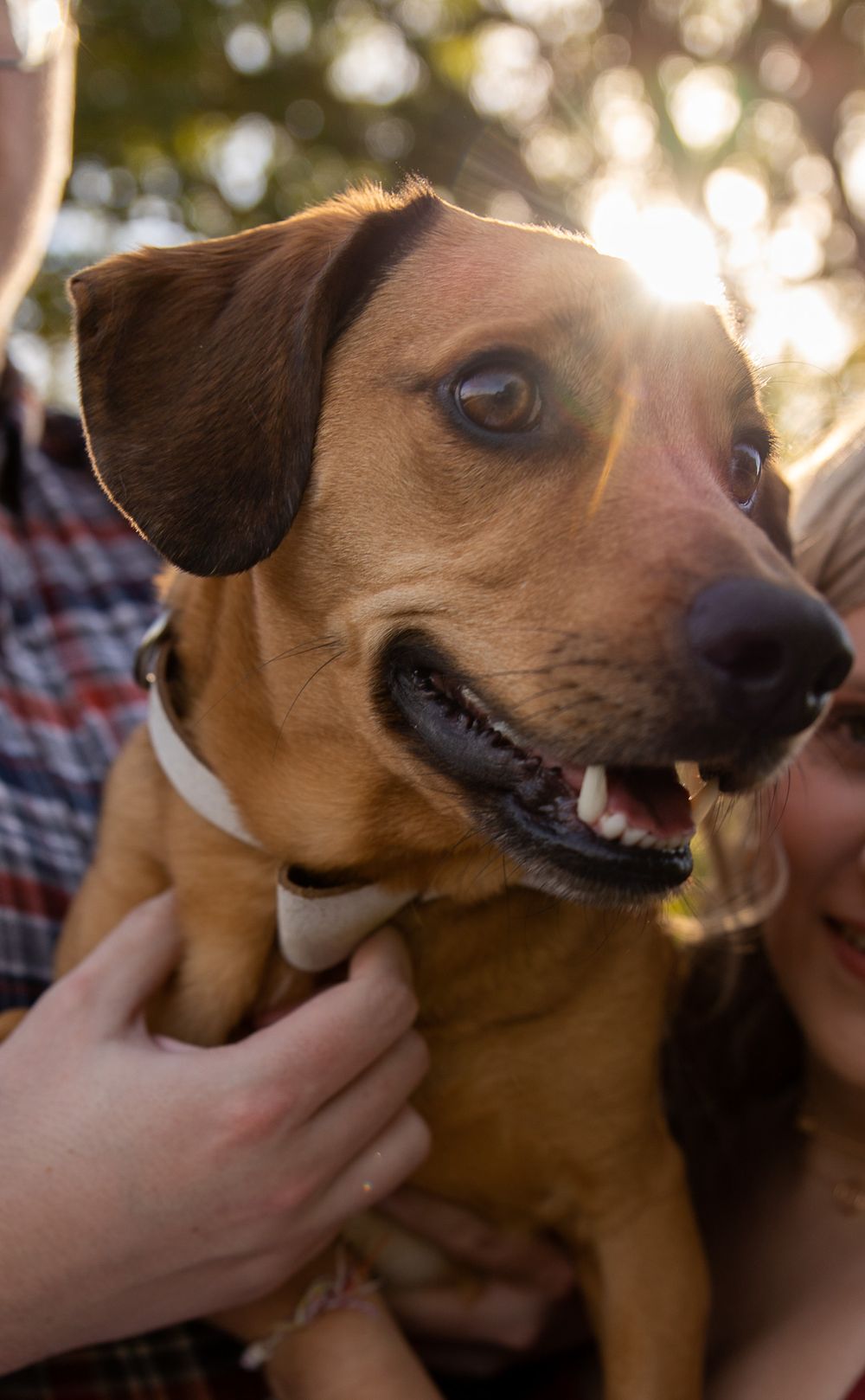 Close-up profile of brown dog with sunlight creating golden glow effect.