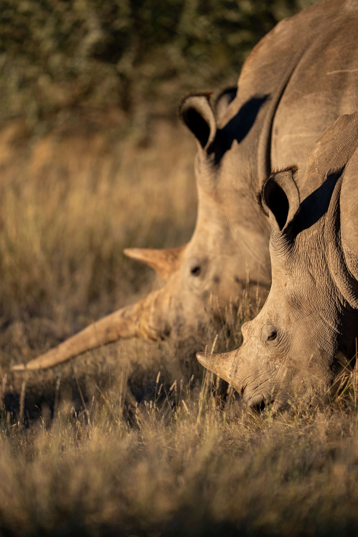 Two white rhinos grazing in golden dry grass at sunset in African savanna wildlife reserve.