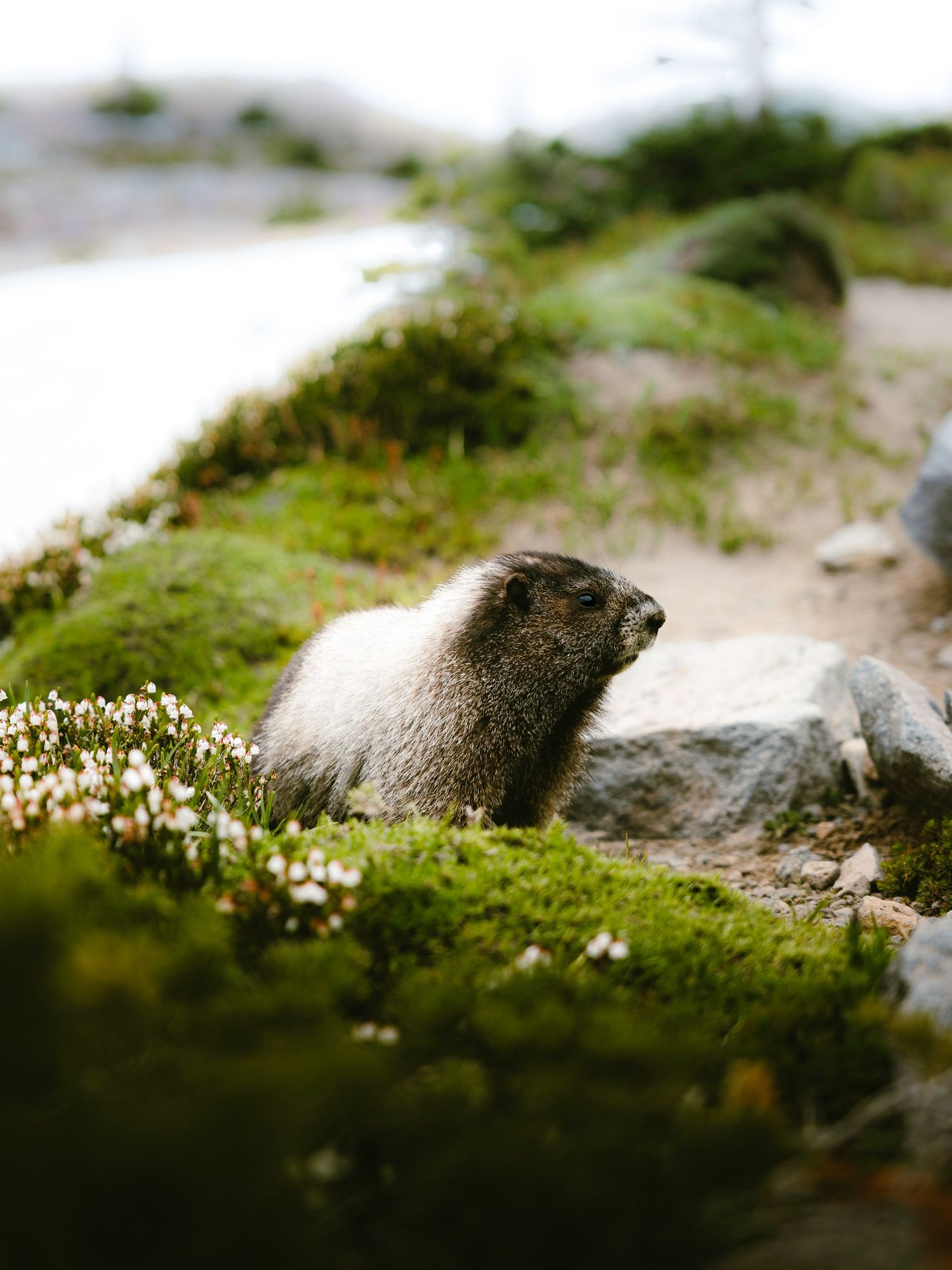 Marmot