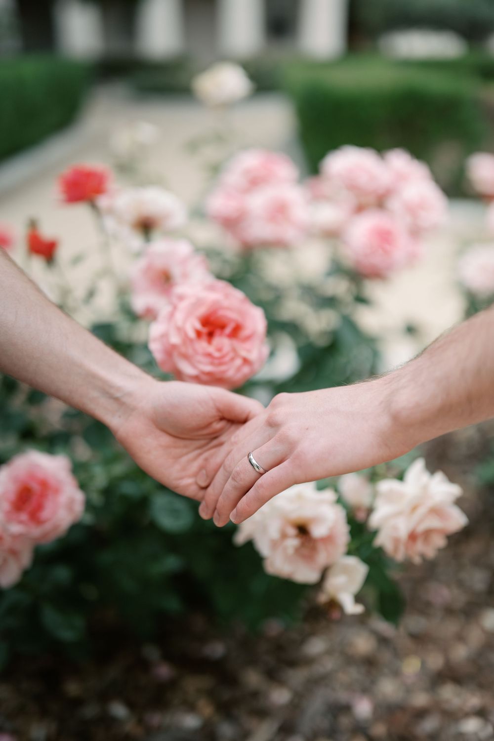 Two hands holding gently among blooming pink roses, one adorned with a diamond engagement ring.