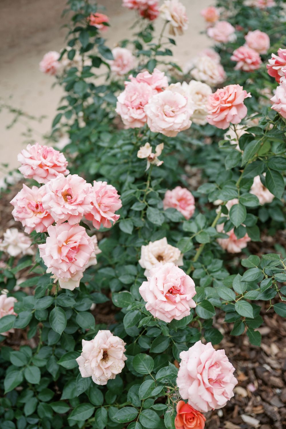 Lush pink rose bush with blooming flowers and green leaves in a garden bed with mulch.