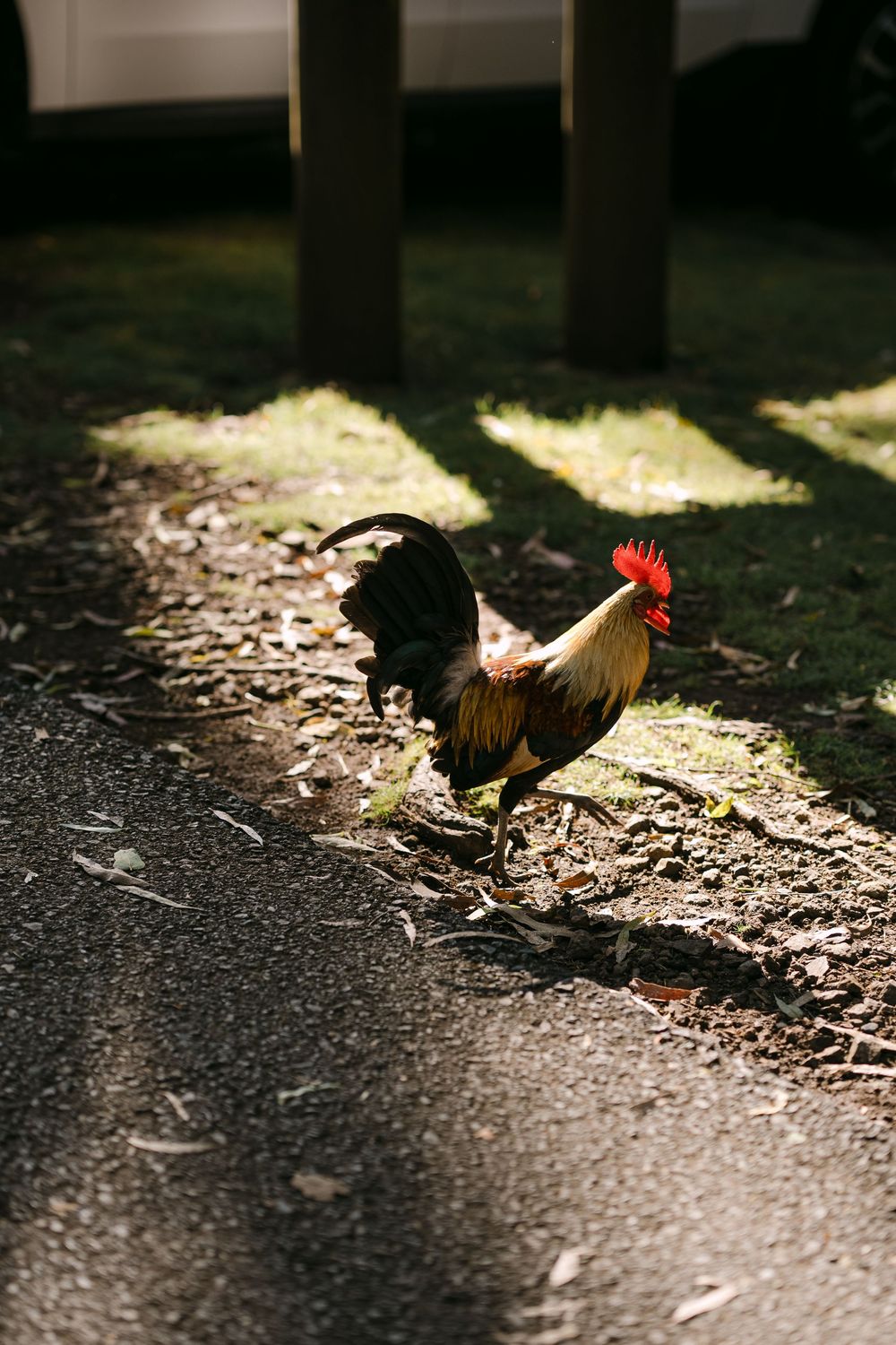 A colorful rooster with red comb walks along a sunlit path surrounded by shadows.
