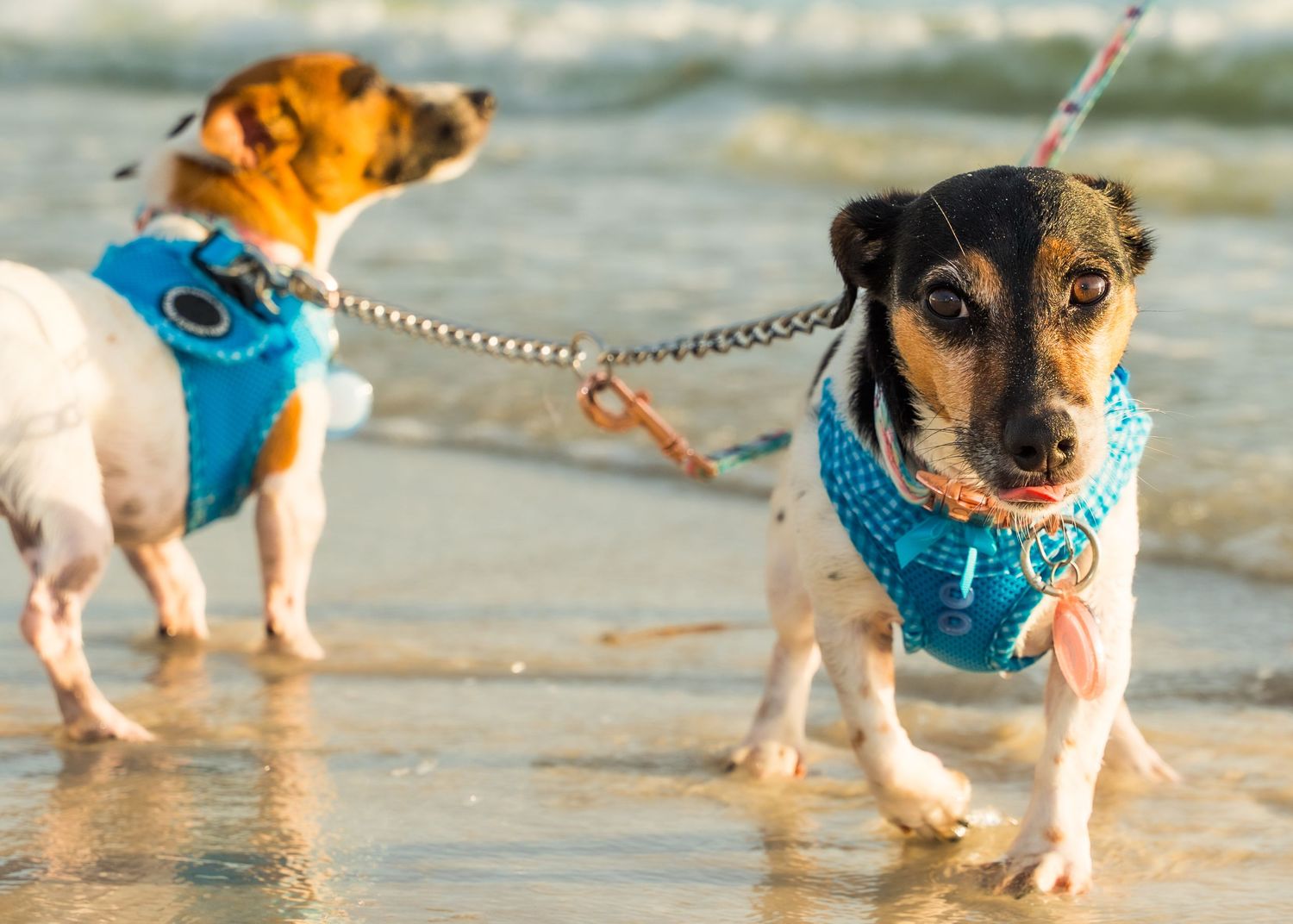 Two Jack Russell Terriers wearing blue harnesses walk on leashes along a sunny beach shoreline.