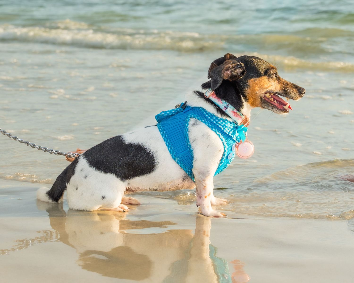 A small dog wearing a blue harness on a leash stands in shallow ocean waves on a sandy beach.