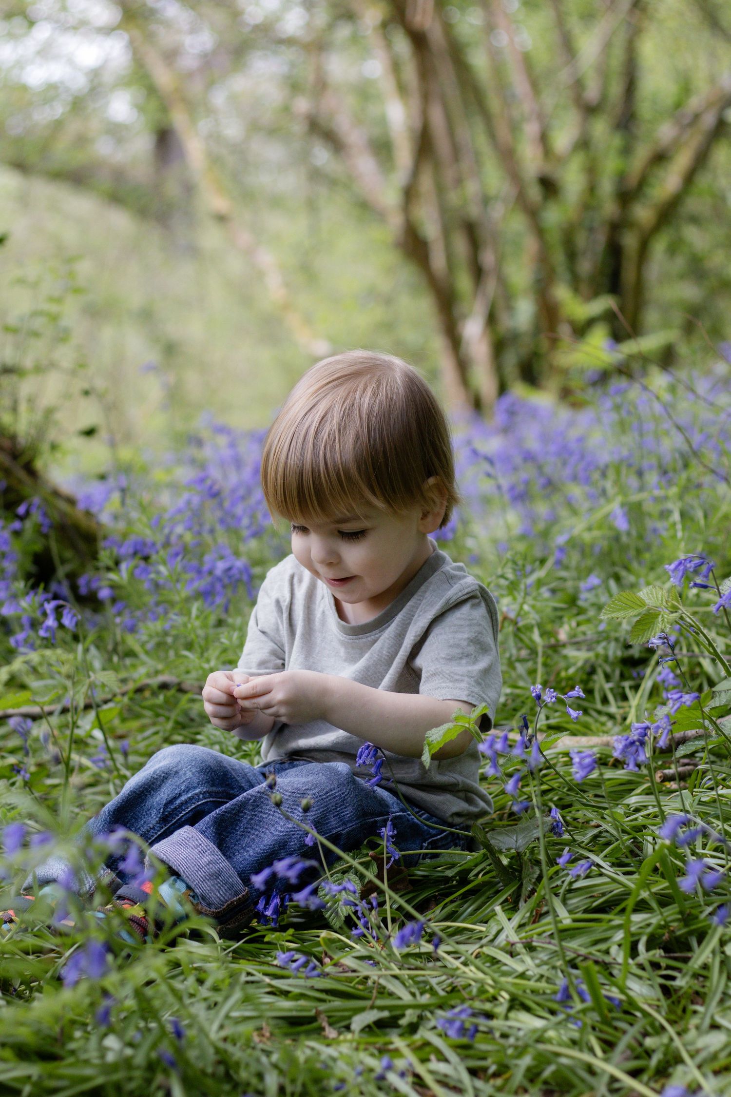 Young toddler sitting among purple bluebells in a woodland, wearing grey shirt and jeans, looking down at flowers.
