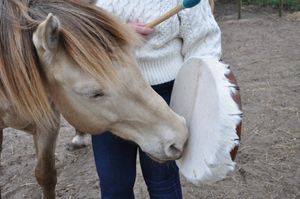 Person in white sweater brushing a light-colored horse with a feather brush outdoors.