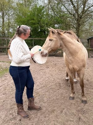 Woman in white sweater holds a drum toward a palomino horse in a sandy paddock.