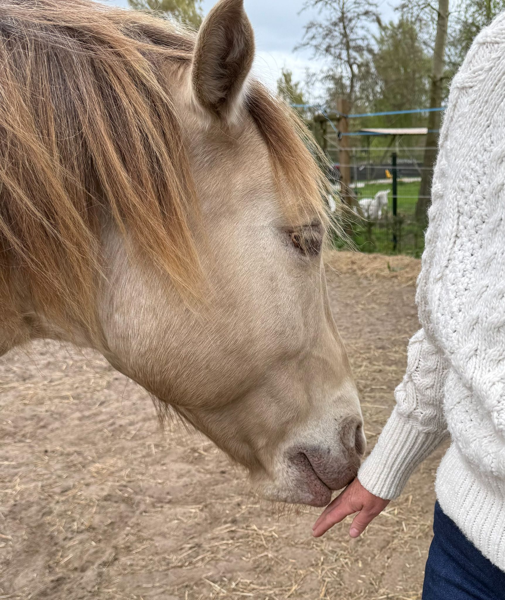 Close-up of a palomino horse licking a person's hand in a paddock setting.
