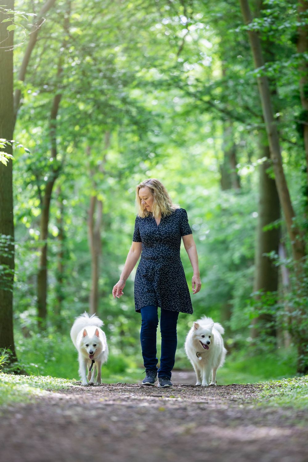 Woman walking two white Samoyed dogs on a forest path surrounded by lush green trees in summer.