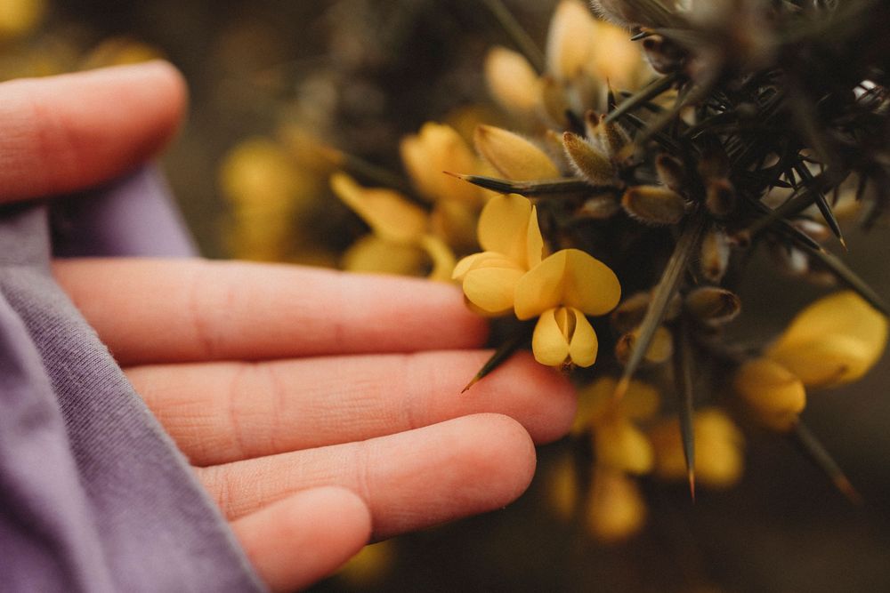 A hand gently holding small yellow wildflowers on a thorny branch, wearing a purple sleeve outdoors.