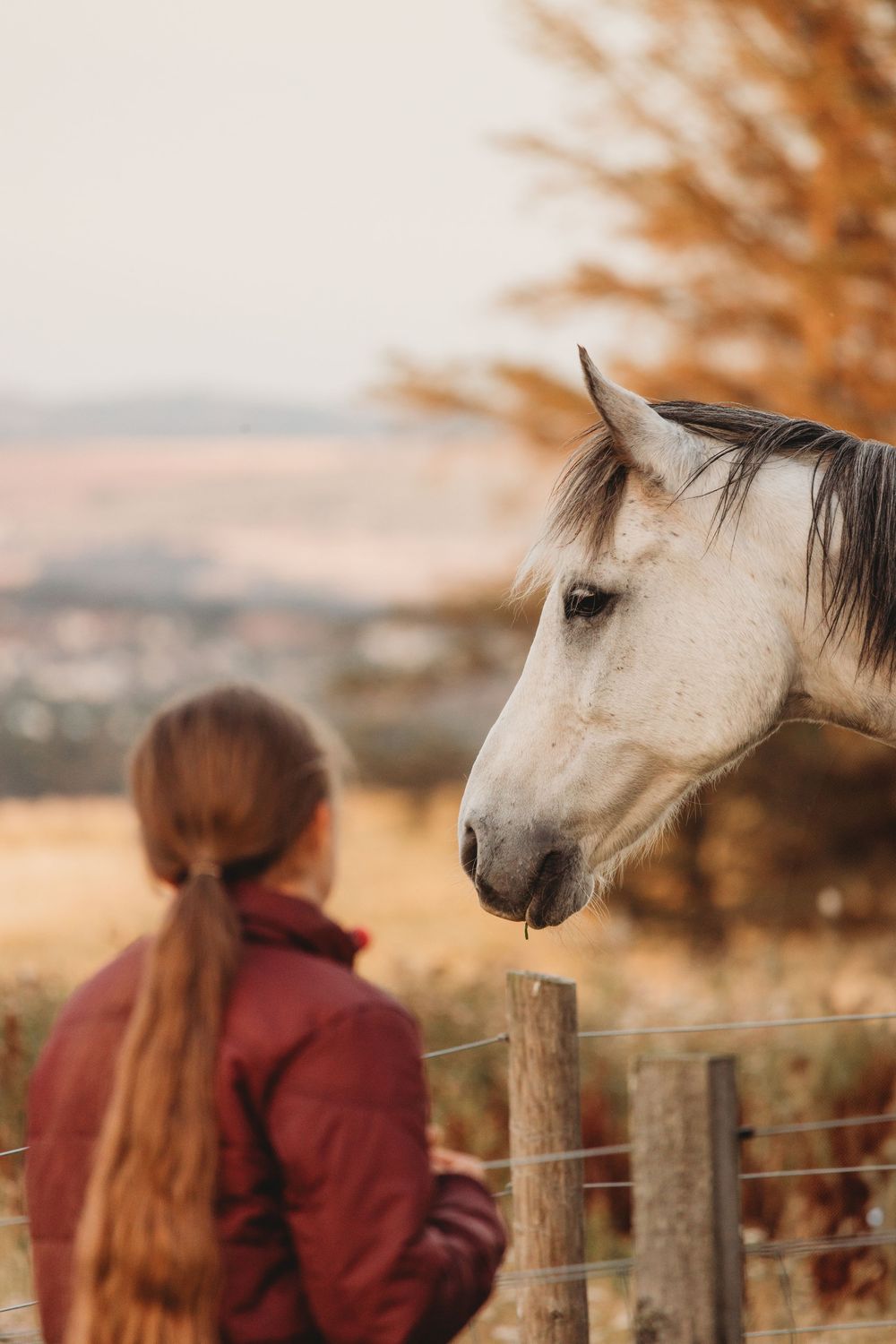 A girl with a red jacket stands near a white horse by a fence in an autumn landscape.