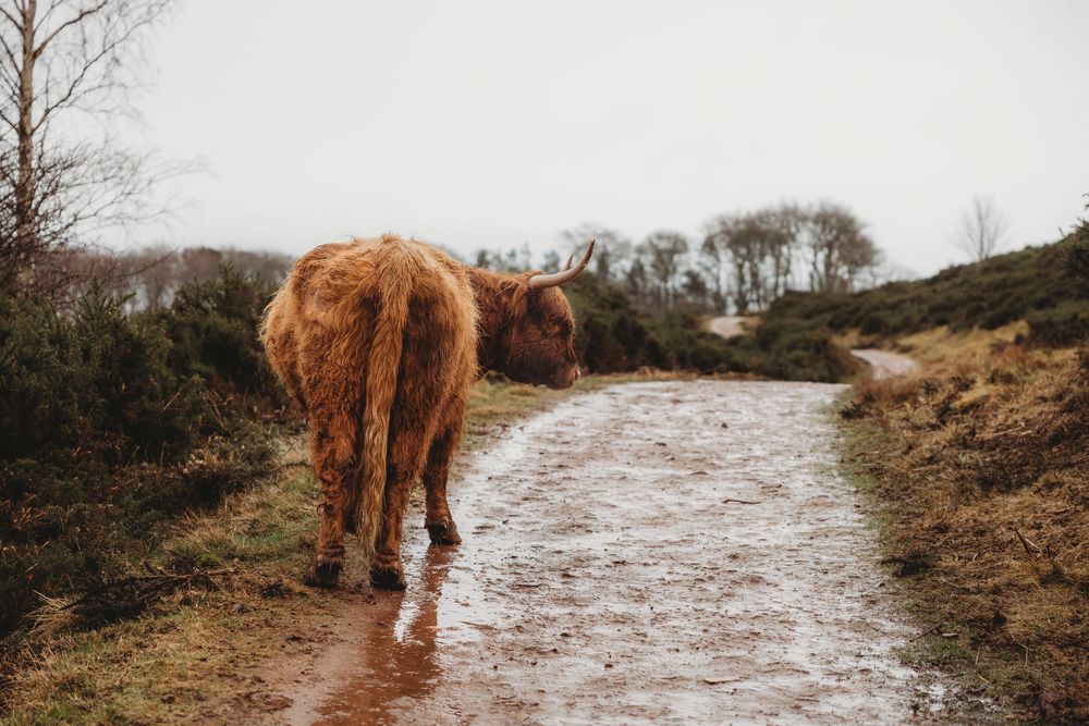 A shaggy Highland cow walks along a muddy rural path surrounded by bare trees and heather on an overcast day.