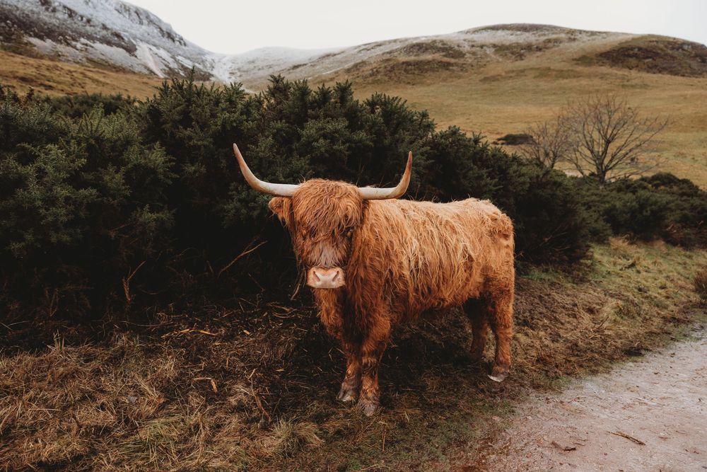 A shaggy Highland cow with long horns stands on a rural path surrounded by green shrubs and rolling hills.