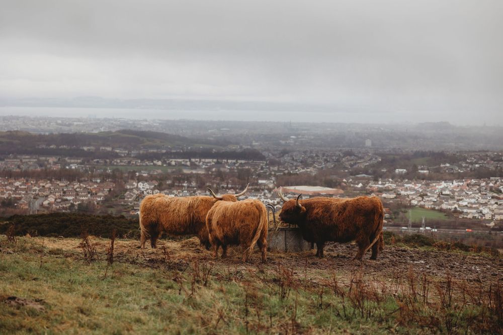 Three Highland cattle with shaggy brown coats stand on a hillside overlooking a misty city skyline on a cloudy day.