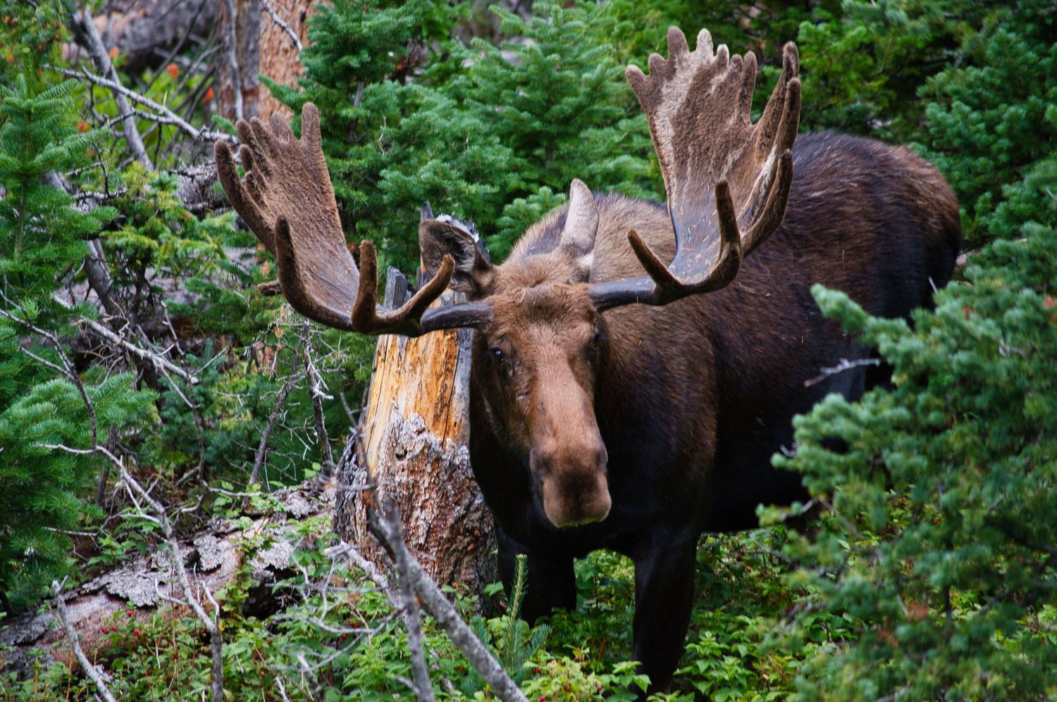Bull moose that was on the side of Old Fall River Road in Rocky Mountain National Park.