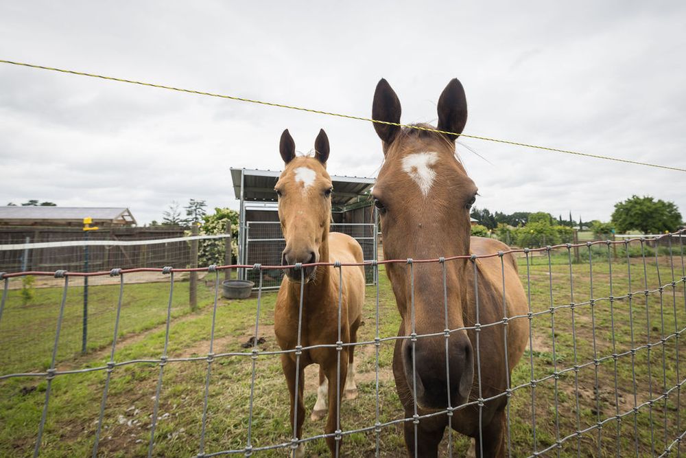 Two brown horses standing close to wire fence on green farm property under overcast sky.