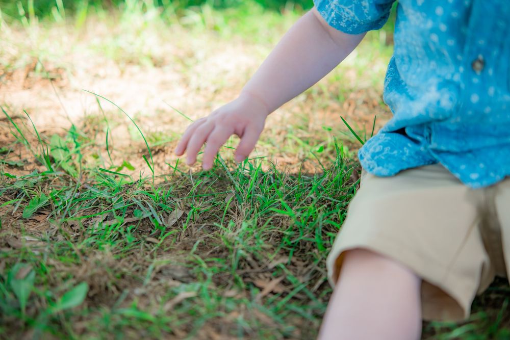 Child in blue shirt touching green grass patches on bare ground outdoors in natural sunlight. Family Photographer.