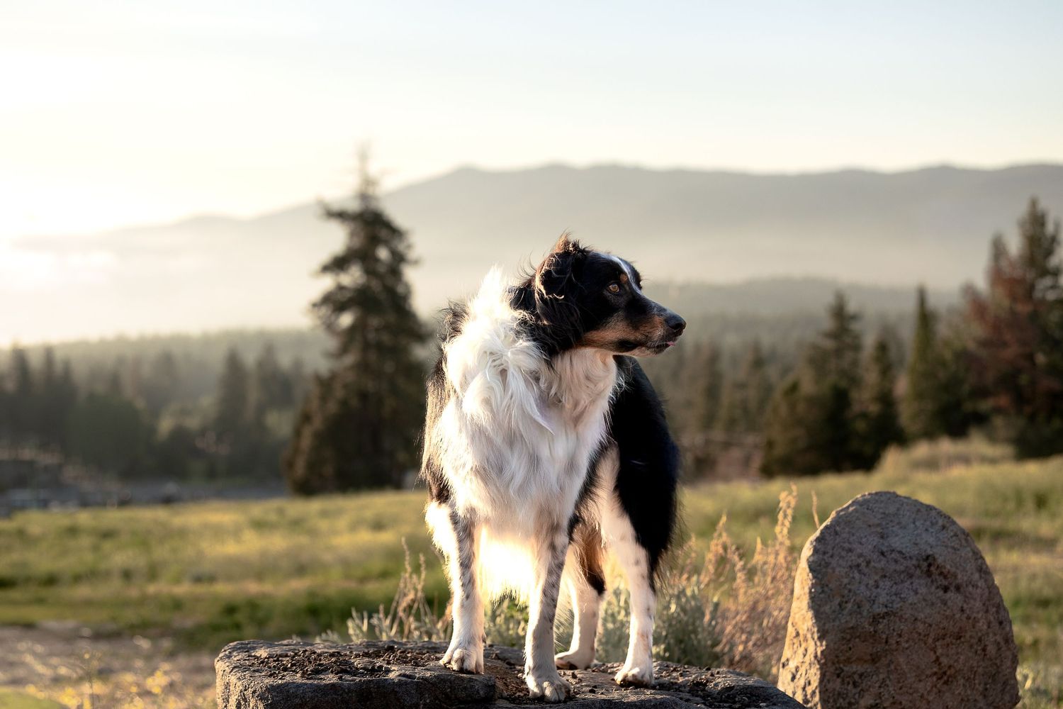 A border collie dog stands on a rock with a scenic mountain and forest landscape in the background at golden hour.