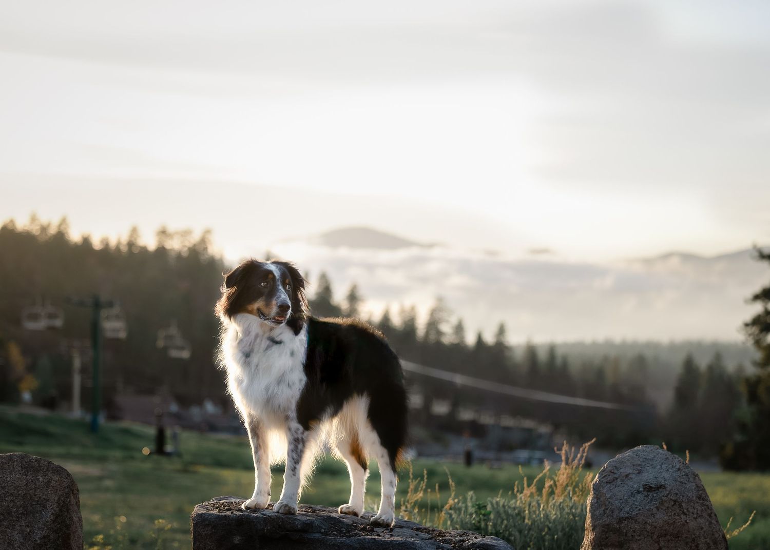 Australian Shepherd dog standing on a rock with misty mountain forest backdrop at golden hour sunset.