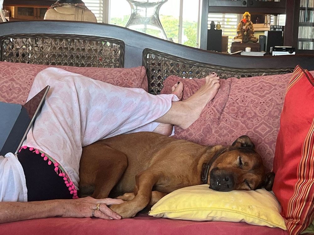 A brown dog sleeping on a yellow pillow beside a person relaxing on a pink sofa indoors.