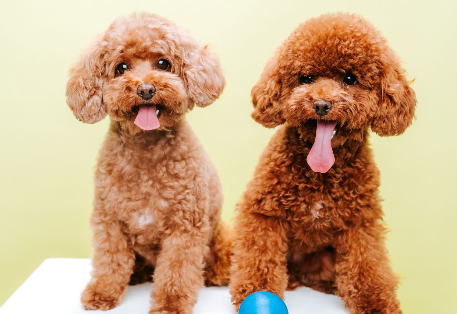 fotógrafo mascotas gran canaria, fotógrafo perros las palmas, fotógrafo perros gran canaria, las palmas, fotógrafo mascotas Las Palmas