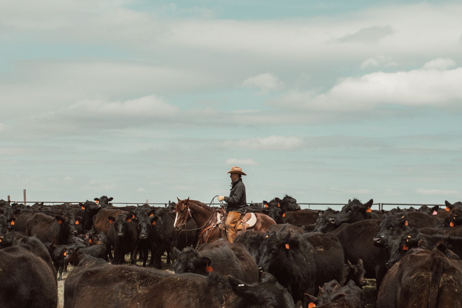 Rancher on horseback herds large group of cattle across open field under cloudy sky.