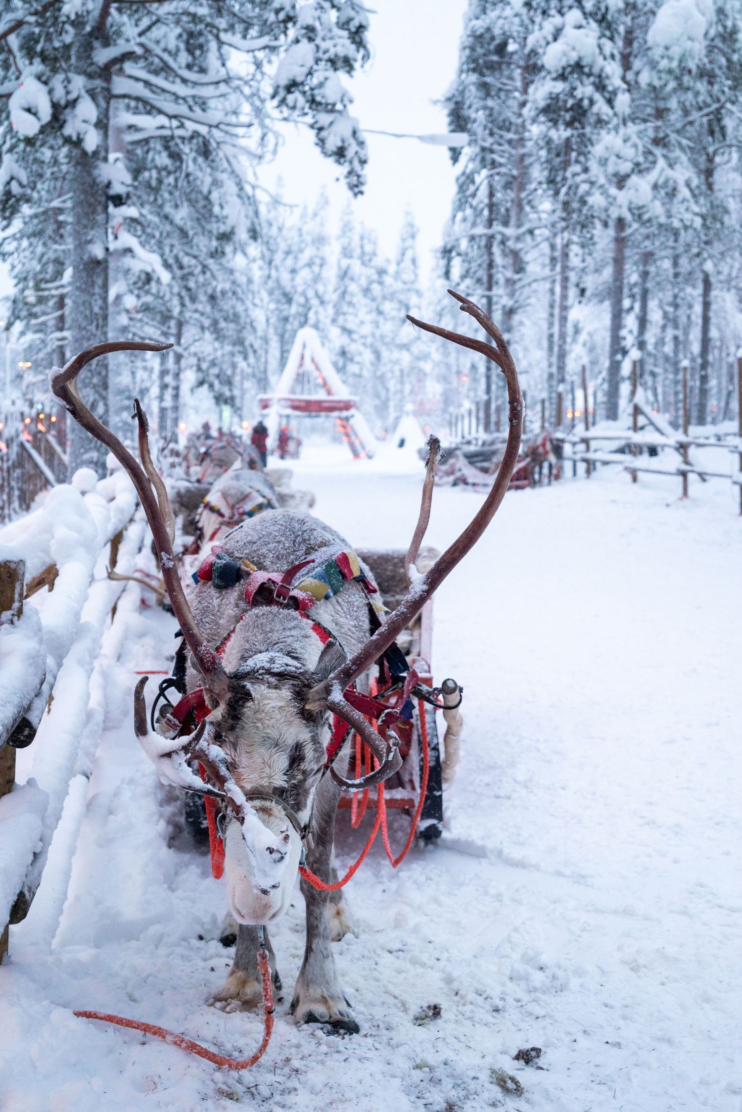 A magical winter landscape in Lapland, Finland, featuring snow-covered trees and the Northern Lights dancing in the sky. Discover how to vis