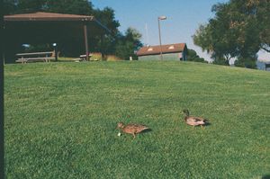 Two ducks resting on a lush green park lawn with a covered pavilion and trees in the background.