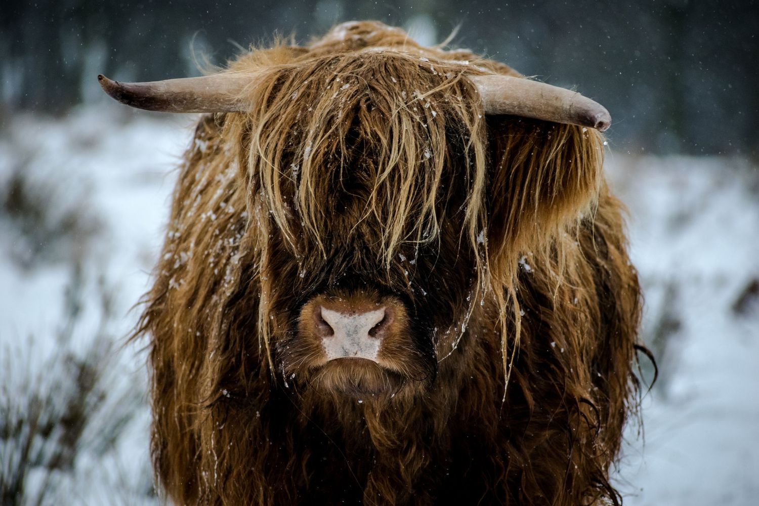 Shaggy Highland cow with snow-dusted fur and curved horns standing in a snowy winter landscape.