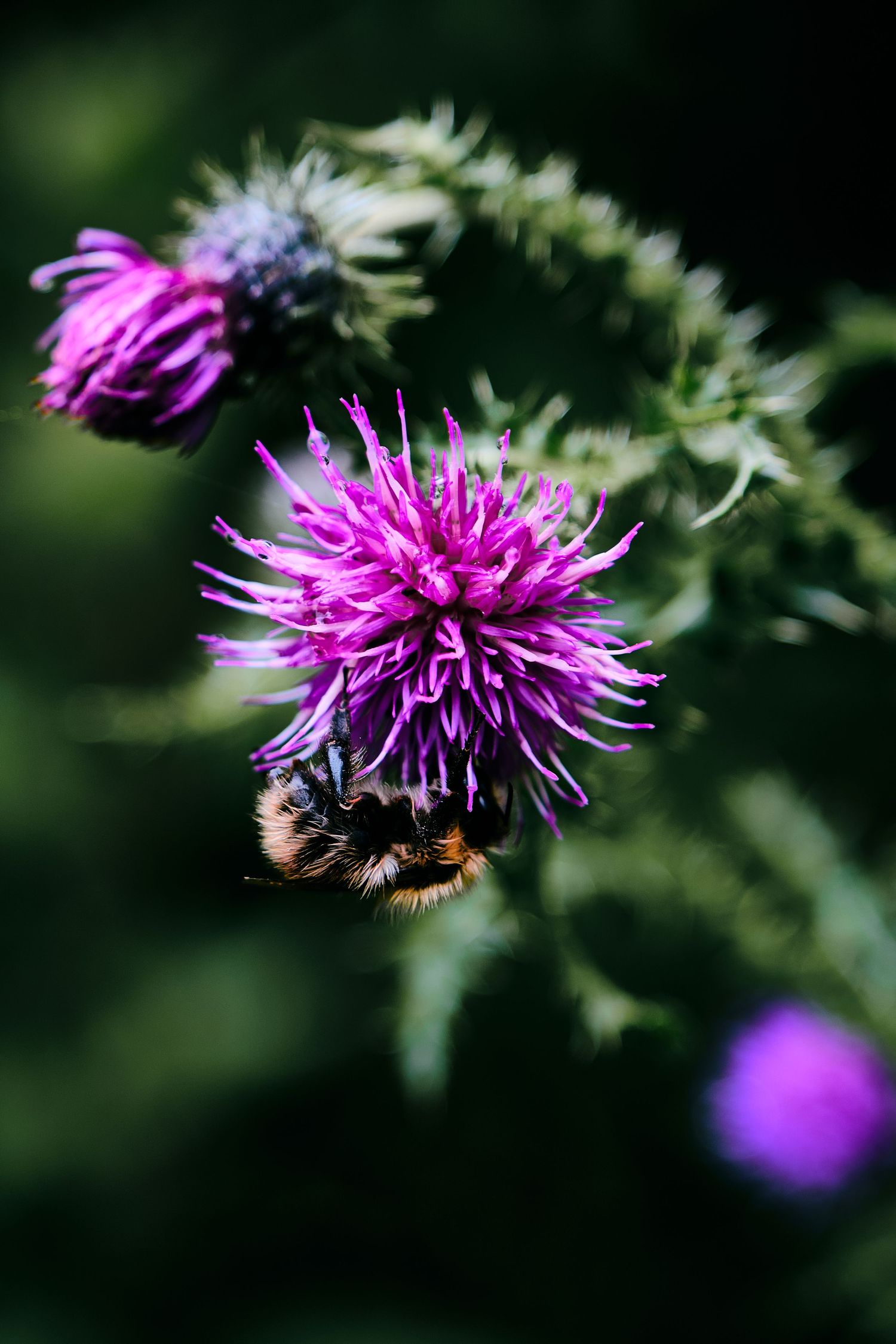 A bumblebee collecting nectar from a vibrant pink thistle flower with blurred green foliage in the background.