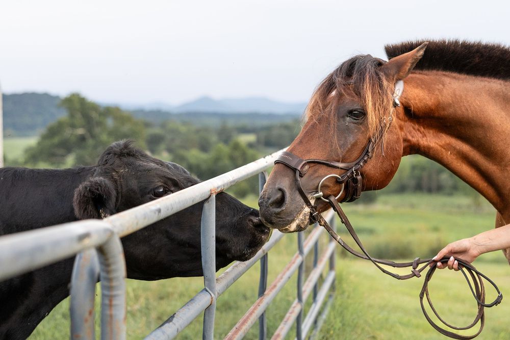 A brown horse and black cow touch noses through a metal fence in a lush green pasture on a Shenandoah Valley farm in Luray, Virginia.