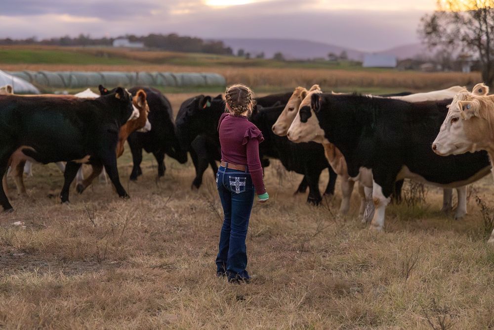 Young girl in jeans stands among black and white cattle on a farm at dusk with rolling hills in background.