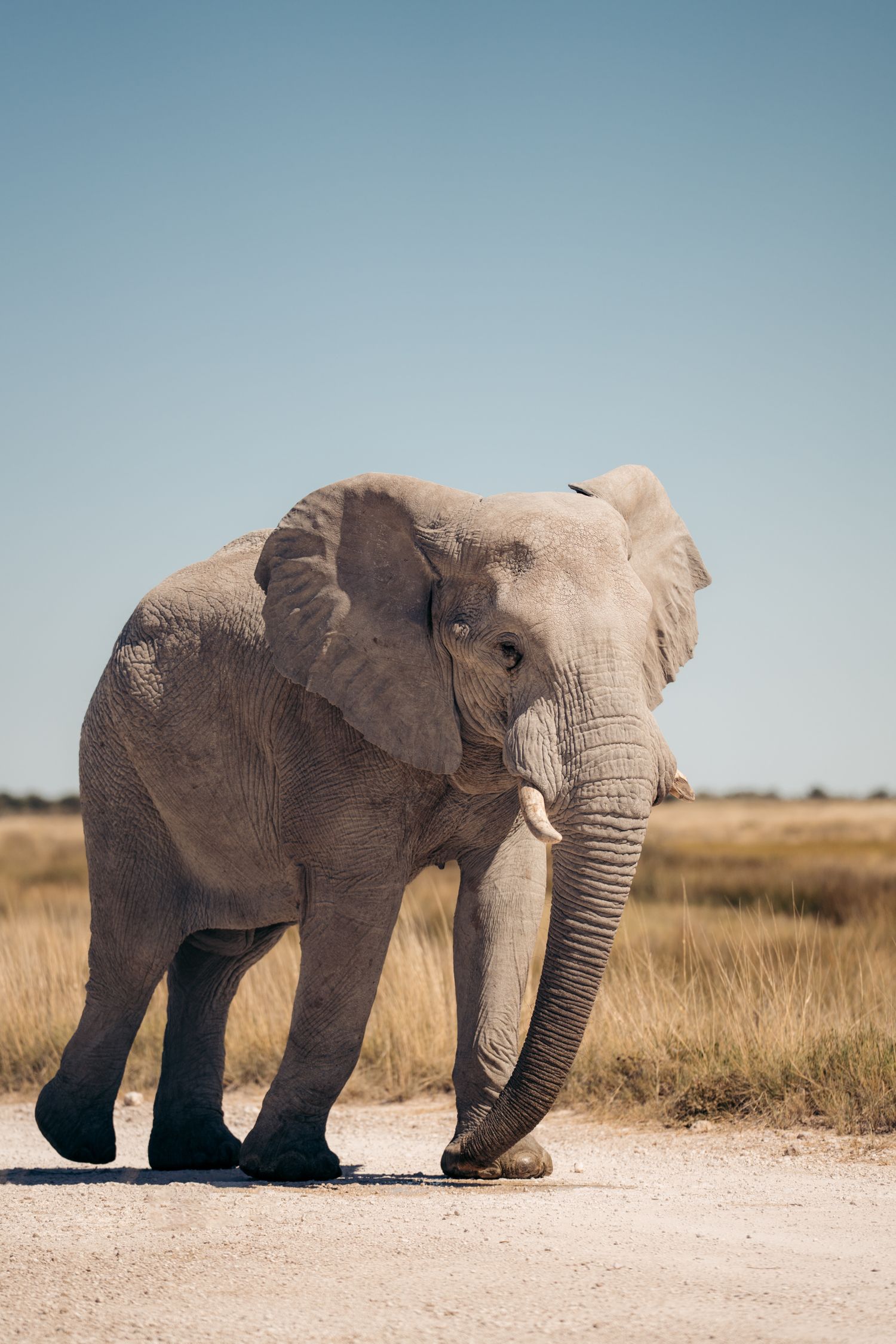 éléphant qui marche sur une route du parc national d'etosha