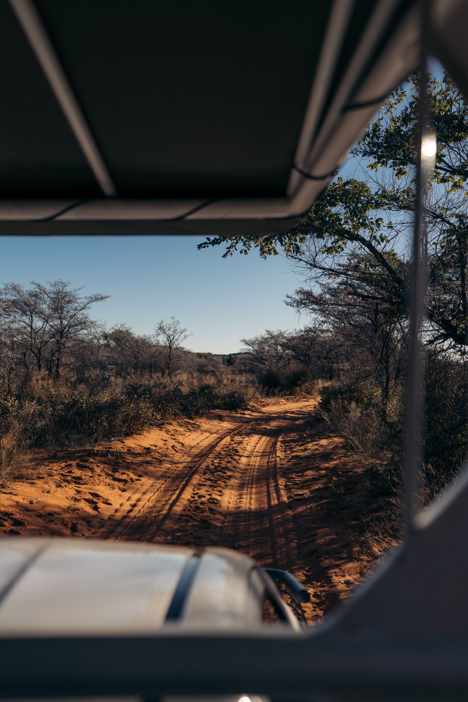 vue depui un 4x4 de safari lors d'une game drive à waterberg avec piste en sable rouge