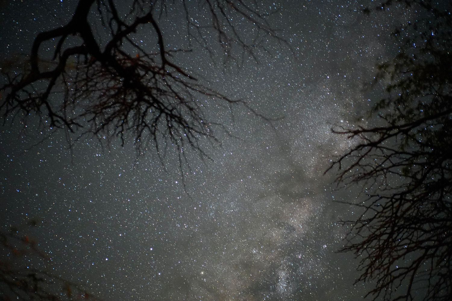 Silhouetted bare tree branches frame a stunning night sky filled with stars and the Milky Way galaxy.