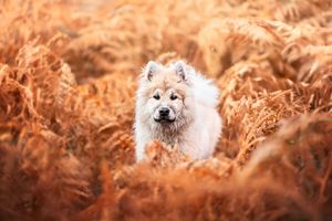Chiot Eurasier dans les fougères