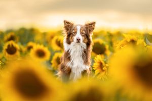 Berger américain miniature dans les tournesols