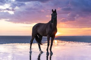 Cheval à la plage