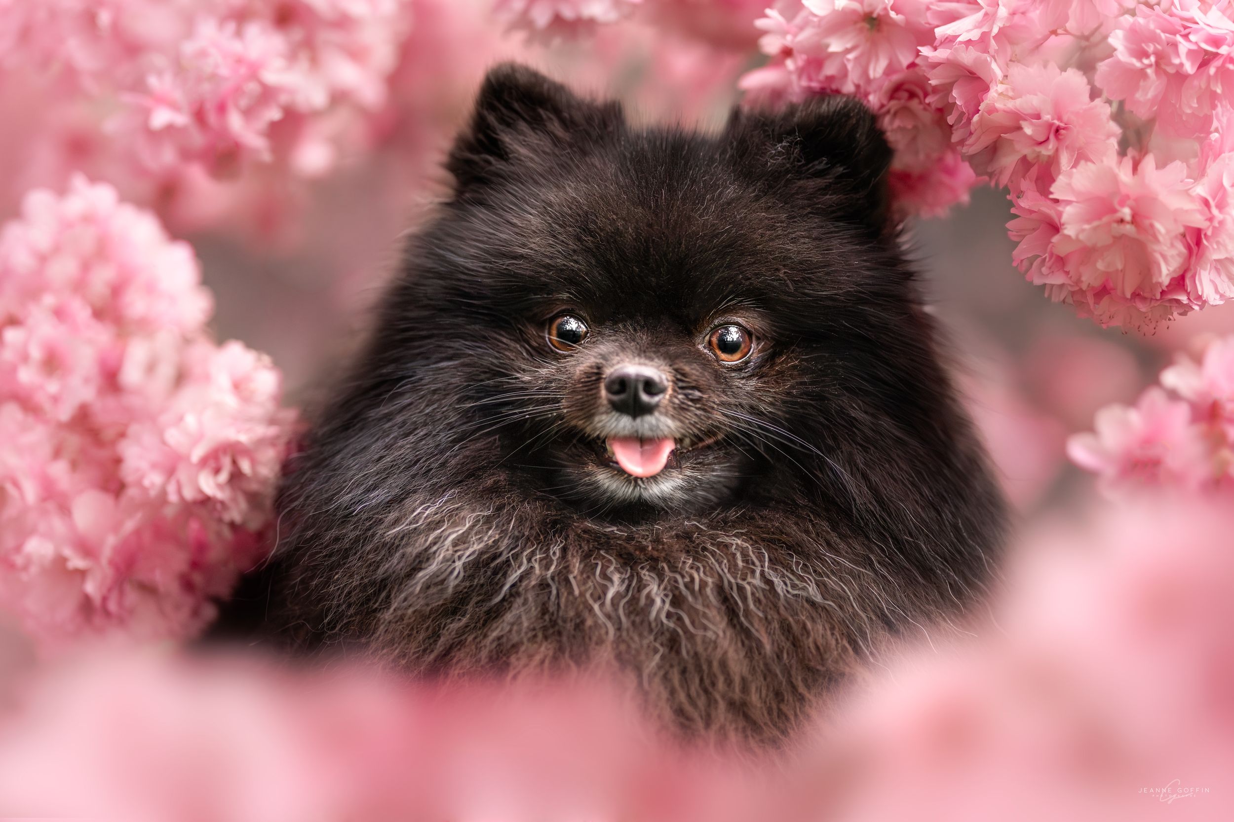 Spitz Cerisier du japon