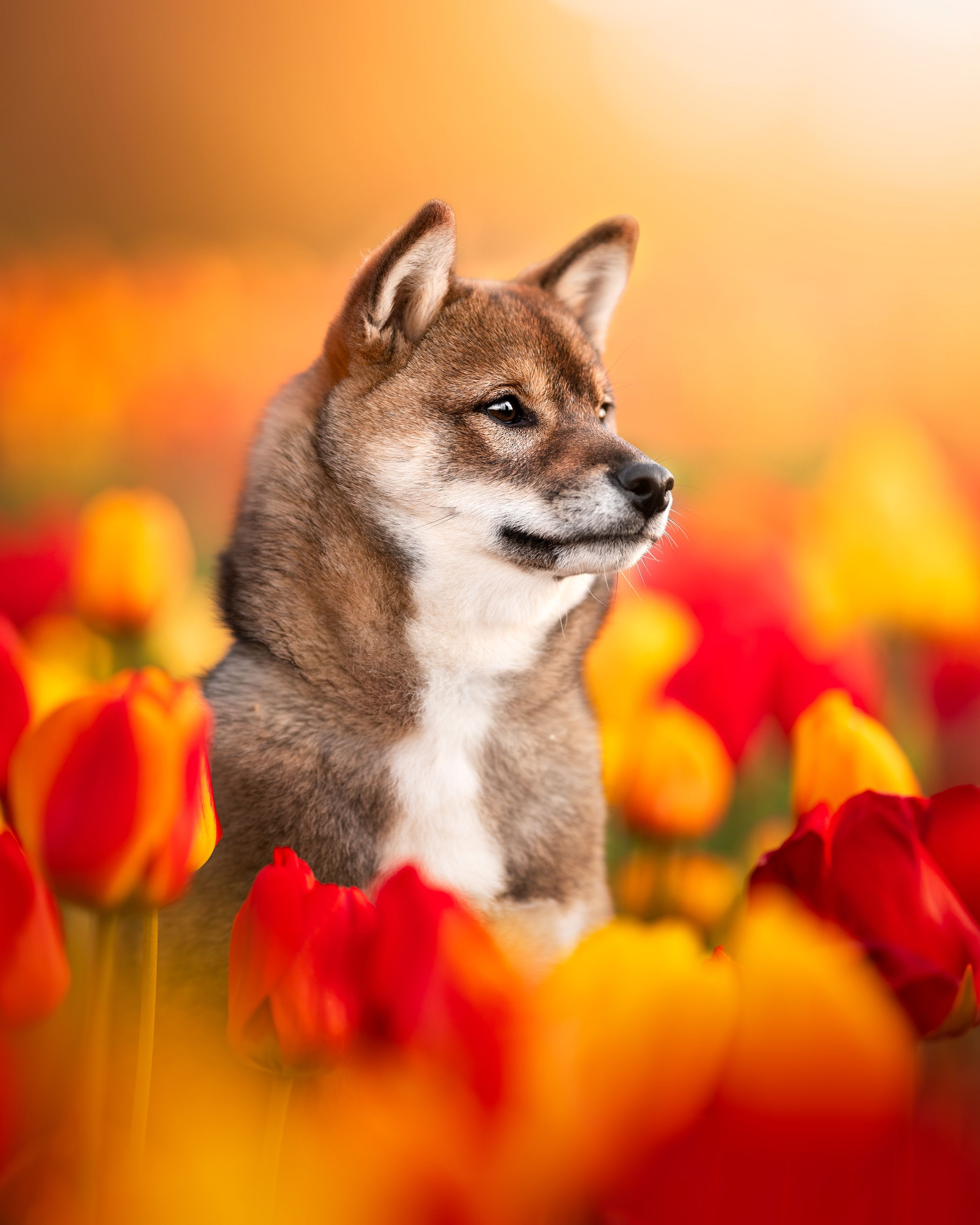 Shiba dans les tulipes