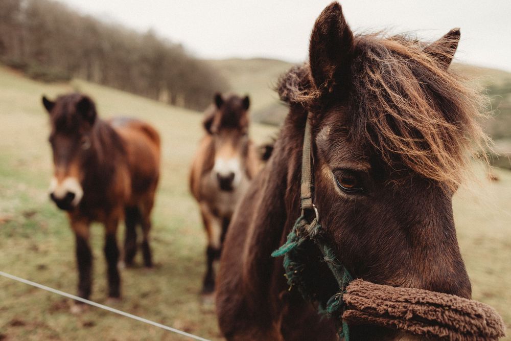 Three brown horses standing in a green field, with a close-up of one horse wearing a halter in the foreground.