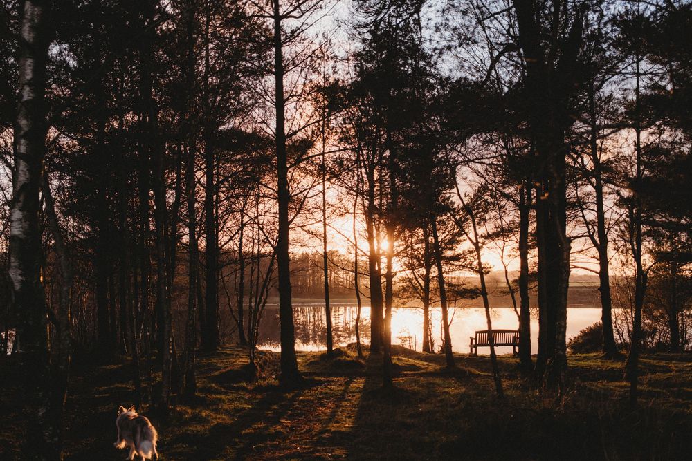 Sunset through tall trees in a forest with a bench and lake visible in the warm golden light.
